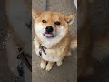 あした保健所で死ぬ犬