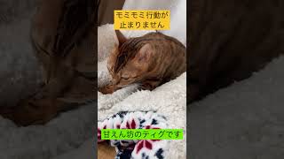 たまに、甘えん坊のティグです(^^)［583日目］#shorts #ネコ #猫  #ベンガル猫 #ベンガルのティグ