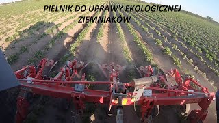 🔴👉🚜🥔ekologiczna uprawa ziemniaków -pielnik, podlewanie,spiętrzanie wody-zapraszam