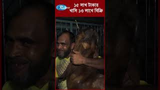 দেশের সবচেয়ে বড় ১৫ লাখ টাকার খাসি ১৩ লাখে বিক্রি #Qurbani