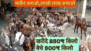 बकरी बेच कर लाखो ₹ कमाने का तरीका BK Goat Farm Ajmer Rajasthan cheap price sale pregnant goats