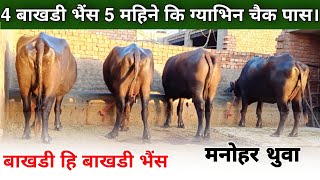 4 बाखडी भैंस 5 महिने कि ग्याभिन चैक पास 7 किलों दुध || मनोहर थुवा बाखडीयो के स्पेशलिस्ट Disit jind |