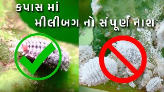 કપાસ માં મીલીબગ નો સંપૂર્ણ નાશ  #khedutupdate #khedutsahay #yojna #khatar #Kapas #kapas