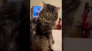 Ivar’s video with voiceover by Tony Baker #cats #catvideos #pets #shorts #funnycats @TonyBakercomedy