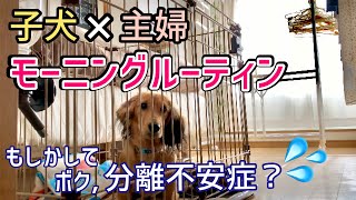 子犬と主婦の【モーニングルーティン】ママと離れられないボクは【分離不安症】？？