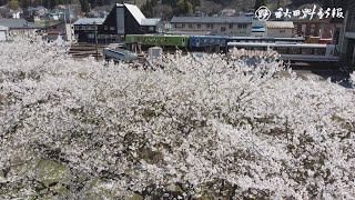 【桜駆ける】阿仁河川公園・ドローン撮影（北秋田市）