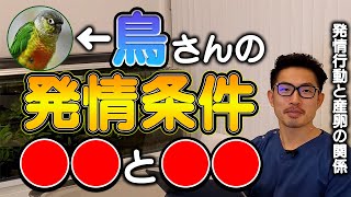 【質問コーナー】横浜小鳥の病院の海老沢先生のライブと被る、お尻の毛がなく丸い塊がある、PBFDは陰性になれば治療はいらない？リチャードソンジリス飼育方法、オカメインコを水浴びさせたい、などに答えました