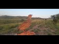 Brown teeter ki  Awaz | Kale teetar ki awaz | Teetar ki wafa | Umer Khattak Birds |