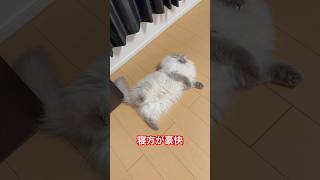 寝方が豪快な猫#cat #ネヴァマスカレード #サイベリアン #猫 #shorts