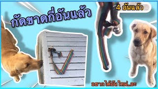 ปลอกคอขาดได้ไง(ใครเป็นคนทำ)หมาน้อยชอบกัดของ|สรุปต้องซื้อให้ใหม่