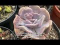 how to care for echeveria succulents