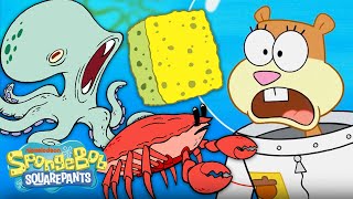 SpongeBob Characters Become Real Animals! 🐟 'Feral Friends' | SpongeBob