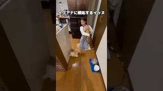 イグアナに先を越され、嫉妬心を抱いてしまうワンコ #イグアナ #グリーンイグアナ #犬 #shorts