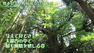 日本第三位の大銀杏❗あまりの威容に圧倒😵熊本県美里町福城寺の大イチョウLarge ginkgo of Fukujouji  temple