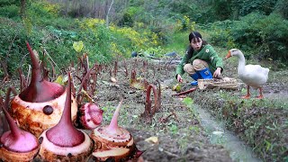 Taro harvest, dig a full basket to cooking delicious food芋頭迎來大豐收，挖下滿滿一筐烹飪美味的芋頭宴丨Lizhangliu