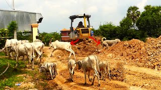 Wonderful Work! The bulldozer was working to push the soil unloading by dump trucks without caring