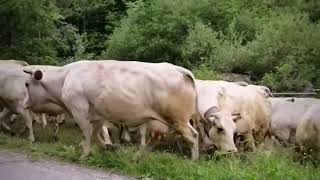 Transumanza Cherasco⬆️Marmora #vallemaira #transumanza  #poldinoracing #transhumance#cow #cows