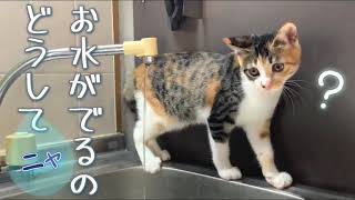 【 保護猫 】水道の蛇口から直接水を飲む三毛猫子猫〜ロングバージョン〜