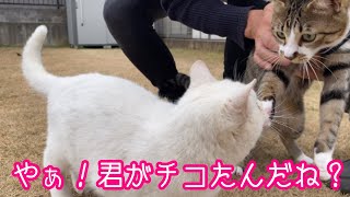 【必見】チコの初散歩で白猫一族と御対面！そして、新たな野良猫との対峙へ…