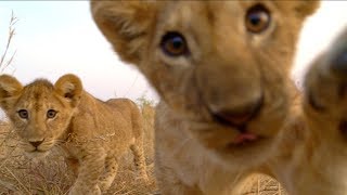 Lion Cubs Play With Spy Cam | Serengeti: Behind The Scenes | BBC Earth