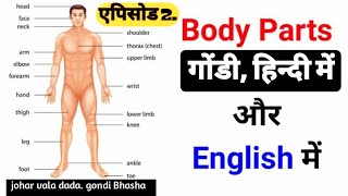 गोंडी भाषा में शरीर के अंगो के नाम2/Name of body parts in Gondi language /सुभाष मर्सकोले/ गोंडी 🔴