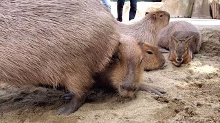 お尻が迫ってきて眠れないカピバラさん。-Capybara Butt  神戸どうぶつ王国