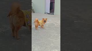 जल्दी जल्दी का चक्कर?😂😂#comedy #shorts#trending#shortsfeed#dog  #funny#viralshorts#ytshorts