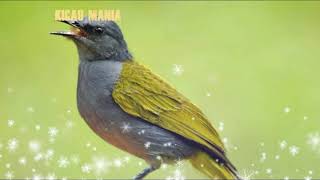 Tanya Kicau Mania Ini Burung Cucak Poksay Atau