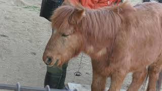 福クン 23.2.23 Noma-uma, a traditional Japanese horse 天王寺動物園の野間馬