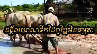 កសិករស្រុកខ្ញុំដល់រដូវស្ទុងស្រូវហើយ #ព្យួរស្រែ #ស្ទូងស្រូវ  #ដកសំណាប #ព្យួររាស់ #enimies #short