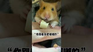 英國🇬🇧倉鼠ShumShum 吃豆腐 #倉鼠 #可愛い #寵物 #pets #懶先生 #ハムスター #funny