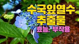 수국잎열수추출물 효능 부작용 분말 가루 소개