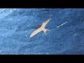 How Do Birds Know to Fly South?