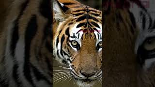 #அருப்புக்கோட்டை #புலி #puli #tiger #இந்தியாவின் தேசிய விலங்கு புலி #2022 #savetiger #626101