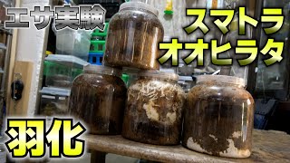 粗めチップの菌糸でスマトラオオヒラタを飼育した結果