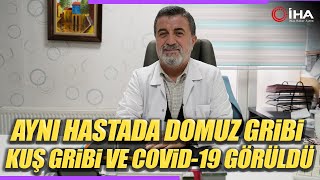 Artan Domuz Gribi Belirti Göstermeden Bulaşıyor