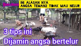 3 alasan kenapa angsa tidak mau bertelur#ternaksoang@bintanternak