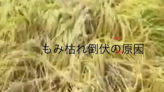 2023年8月3日。楽農稲作。もみ枯れ(もみ腐れ)倒伏の本当の原因。