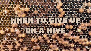 Tara Chapman   When to give up on a hive