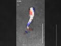 PIV Analysis of Body-Caudal Fin Swimming Larval Zebrafish