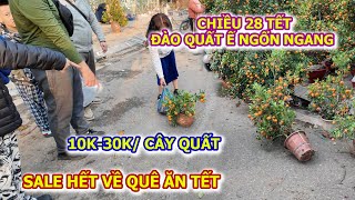 ĐÀO QUẤT VỨT NGỔN NGANG CHỢ CHIỀU 28 TẾT HOÀNG MAI NHÀ VƯƠN VỀ QUÊ ĂN TẾT