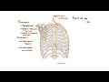 anatomÍa tórax caja torácica huesos del tórax músculos del tórax blasto med
