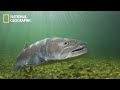 Danube - Europe's Amazon EP 1 | National Geographic Documentary 2023