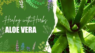 The Healing Secrets of Aloe Vera You Need to Know