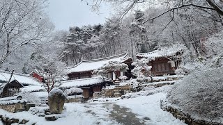 27 Jan 2025 계룡산 동학사 설경과 시벨리우스의 교향시 핀란디아 - Snowy scenery of Donghaksa valley in Gyeryongsan Mt.