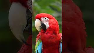 Red Parrot 🦜 | સુંદર લાલ રંગનો પોપટ | #parrot #red #redparrot #parrots #parrotvideo #parrottalking