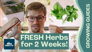 Do Herb Keepers Work? | Testing 9 Herb Storage Techniques