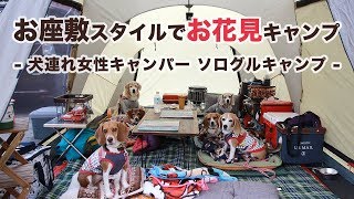 【キャンプ】お座敷スタイルでお花見キャンプ -犬連れ女性キャンパー ソログルキャンプ-