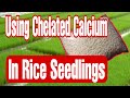 HOW TO SPRAY CHELATED CALCIUM NITRATE TO RICE SEEDLINGS || TECHPOPOP.NET