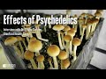 Effects of psychedelics